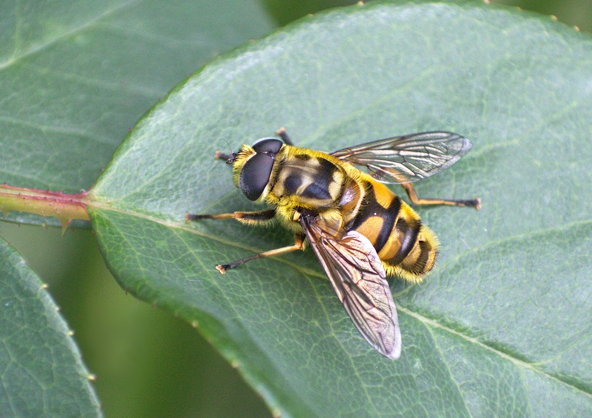 Batman - Myathropa florea